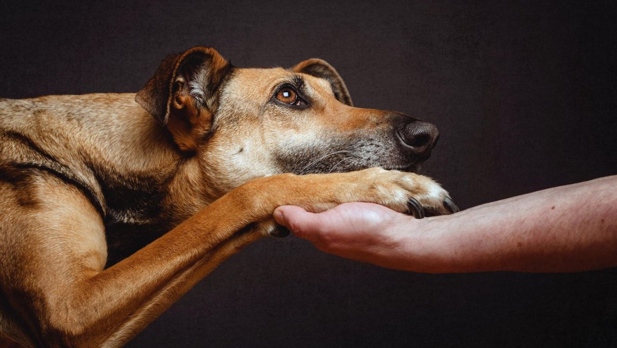 Кошки и собаки