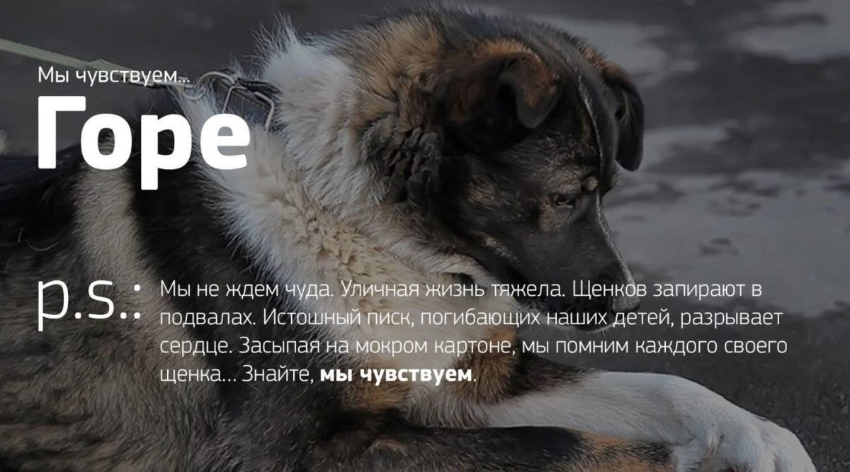 Бездомные животные вектор