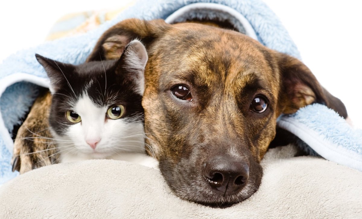 Бездомные животные