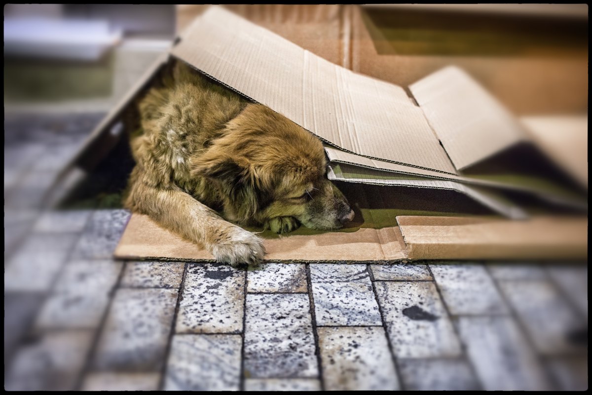 Отрисовки бездомные животные