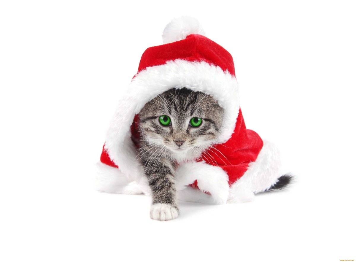 Новогодний котик