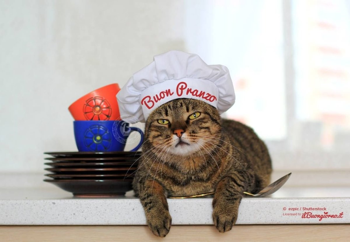 Кот повар вектор