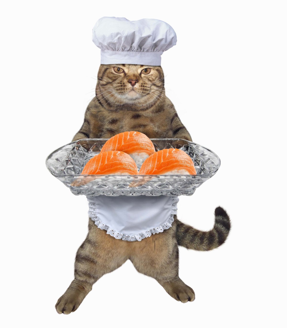 Кот повар раскраска