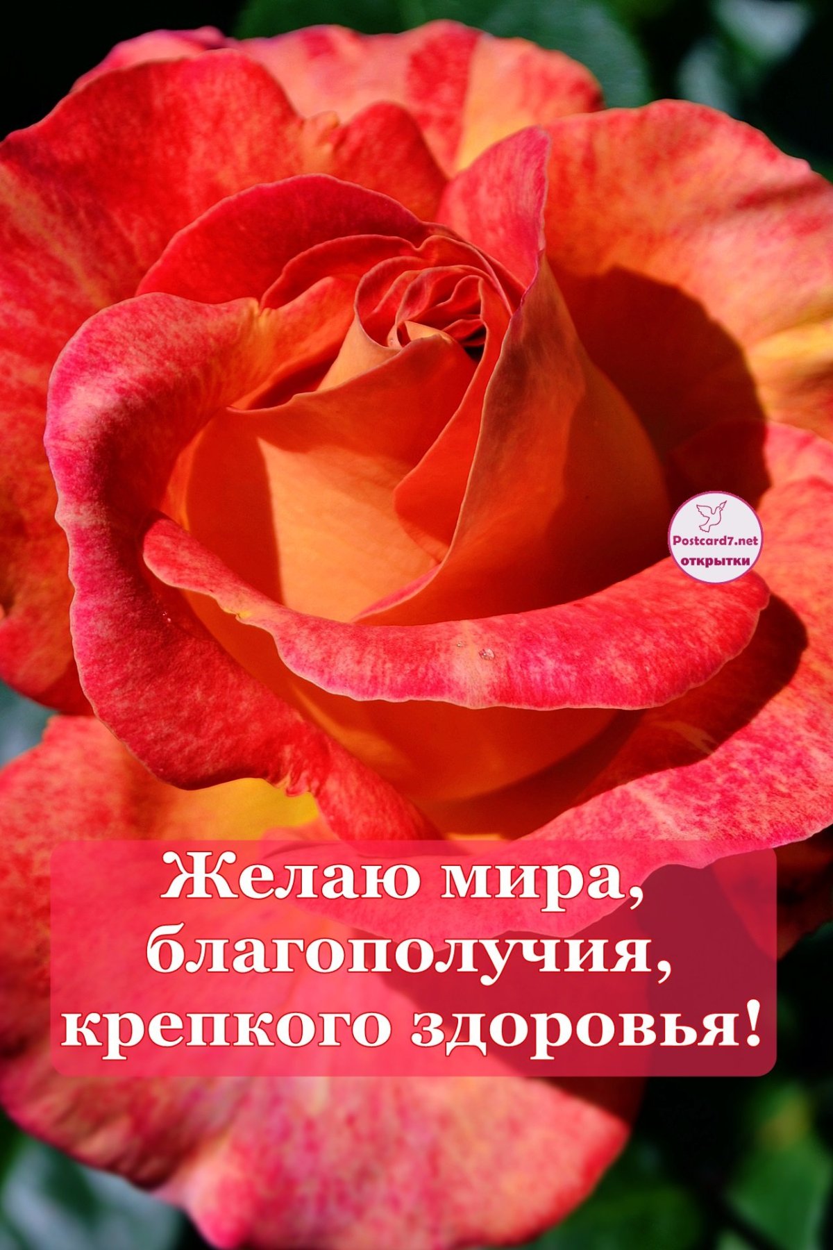 Здоровья родным и близким