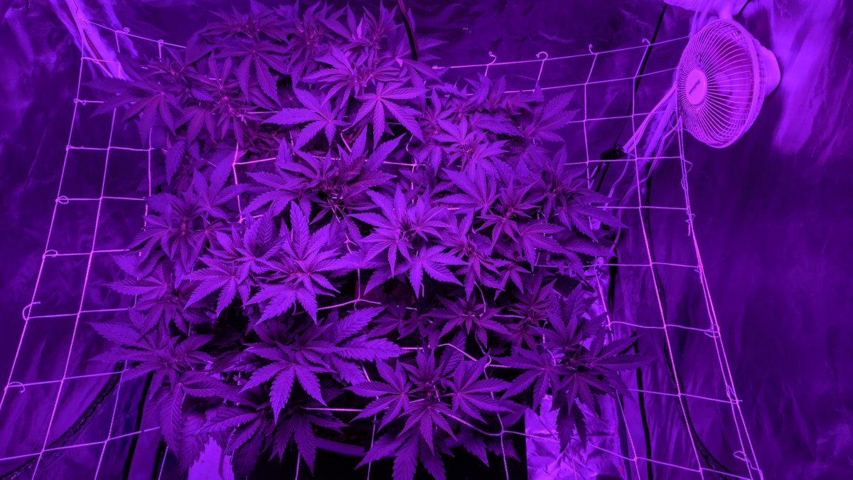 Фиолетовый неон каннабис