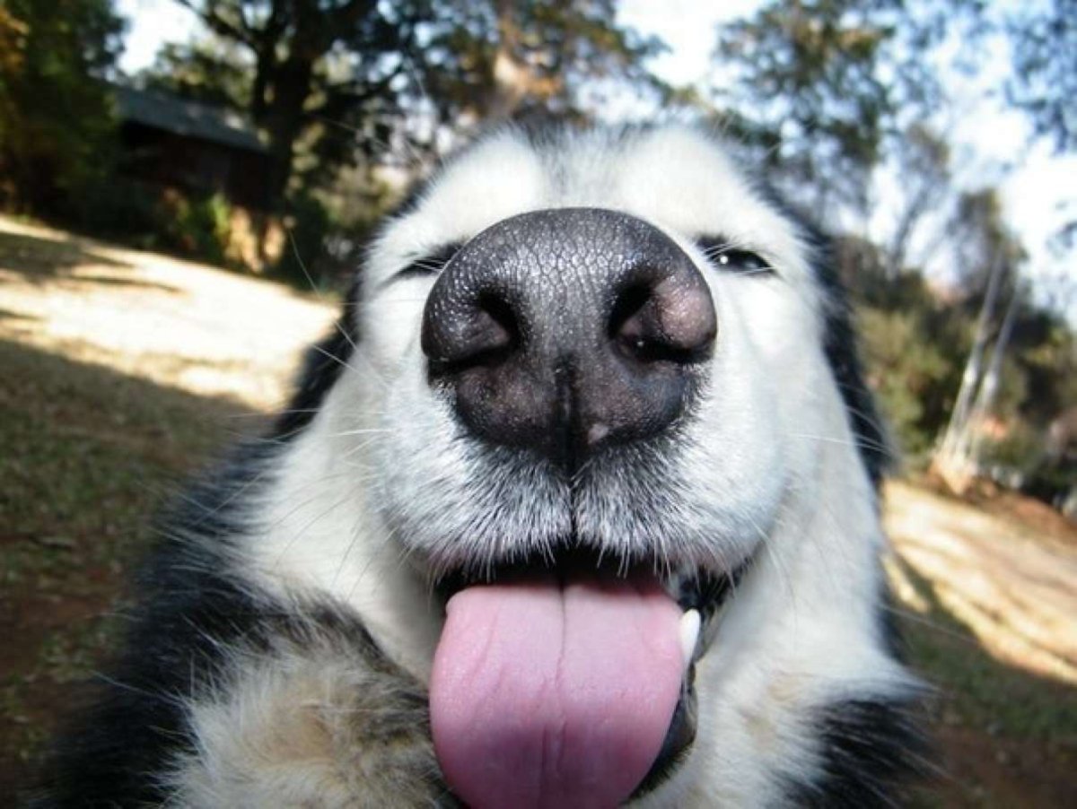 Собака показывает язык