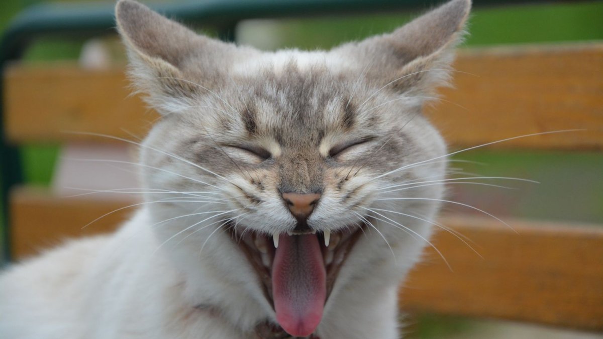 Коты с высунутым языком