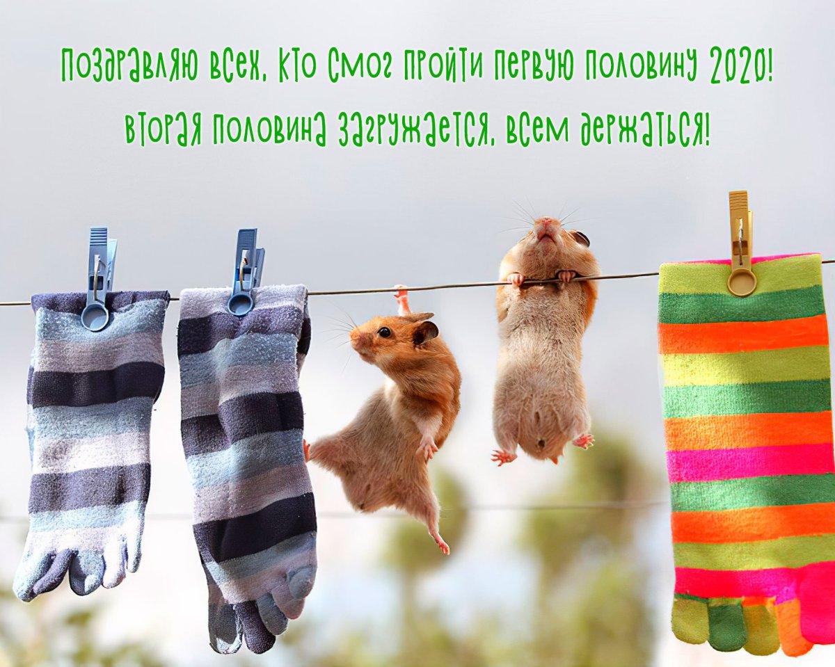 Позитивный хомяк