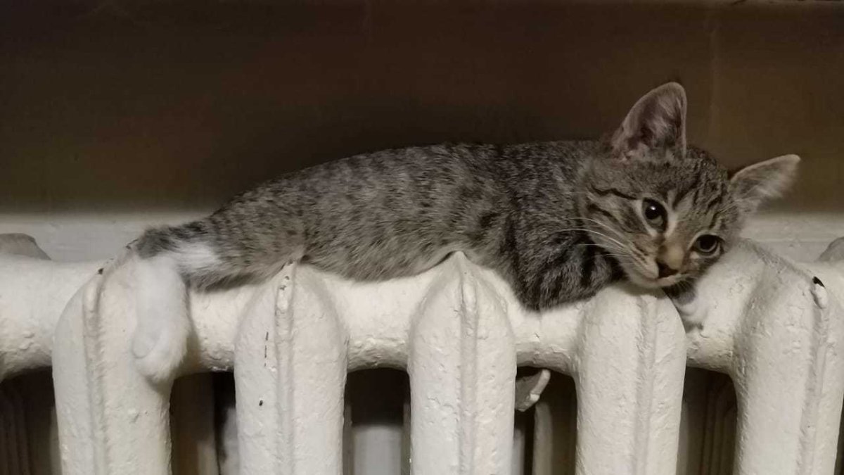 Отопление котик