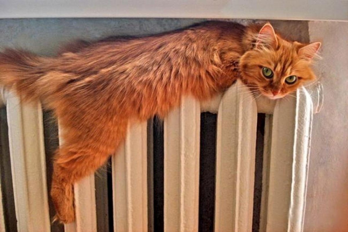 Кот лежит на батарее