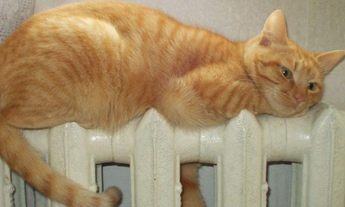 Котик на батарее