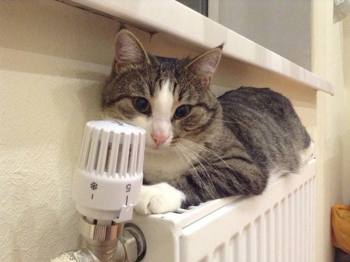 Рыжий кот на батарее