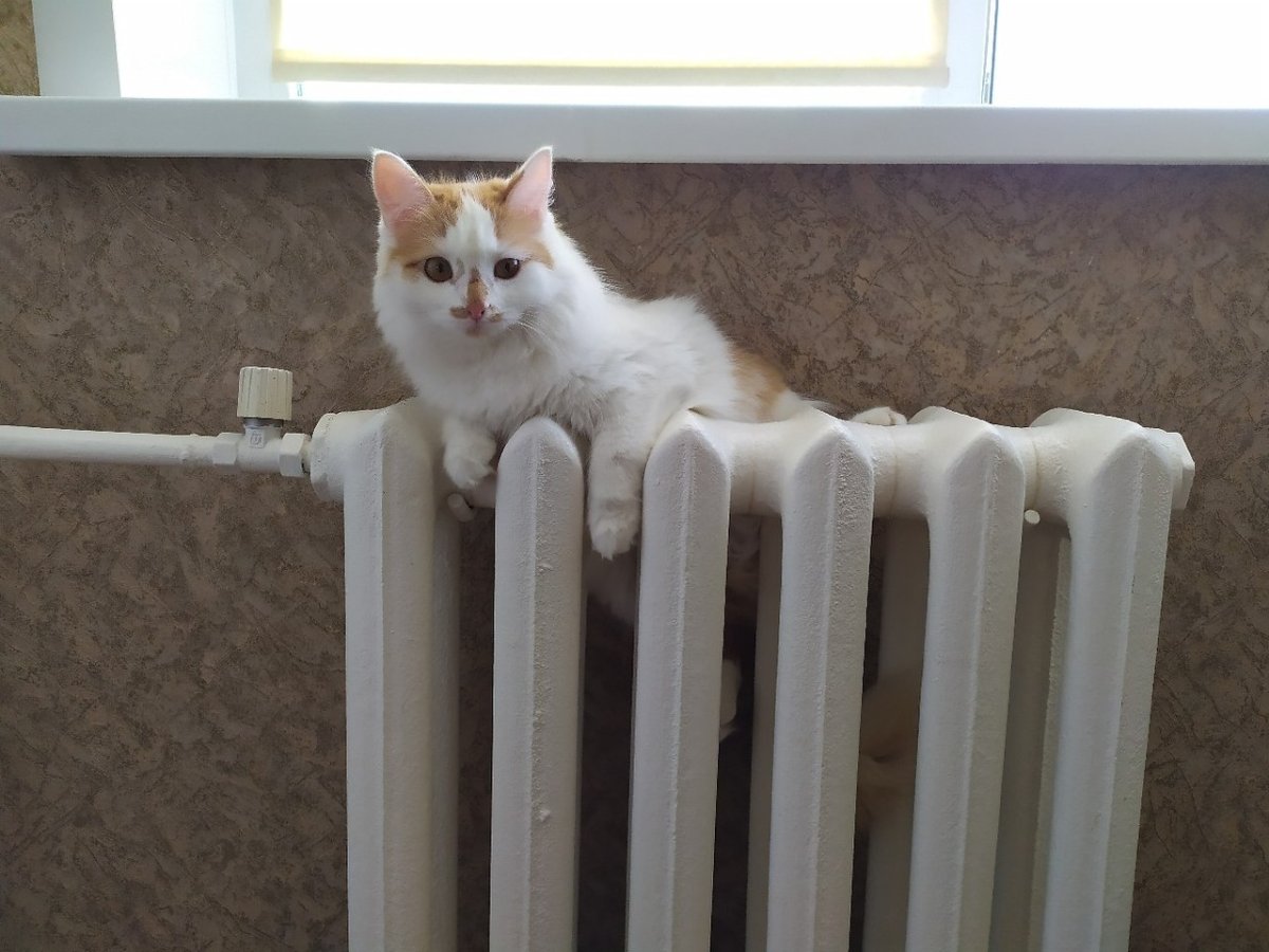 Отопление котик