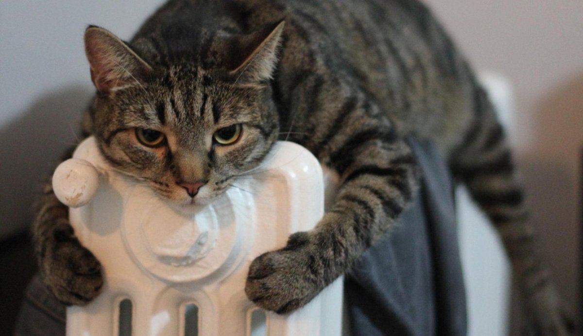 Отопление кот