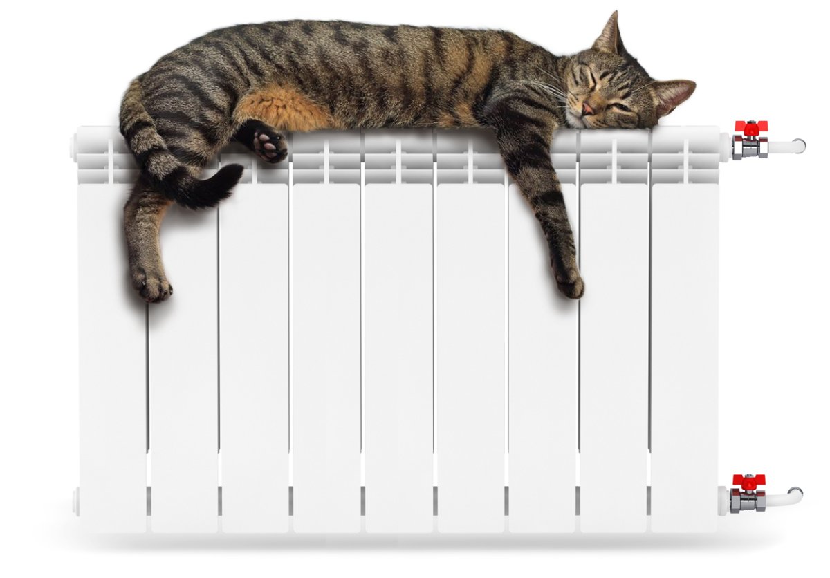 Коты греются