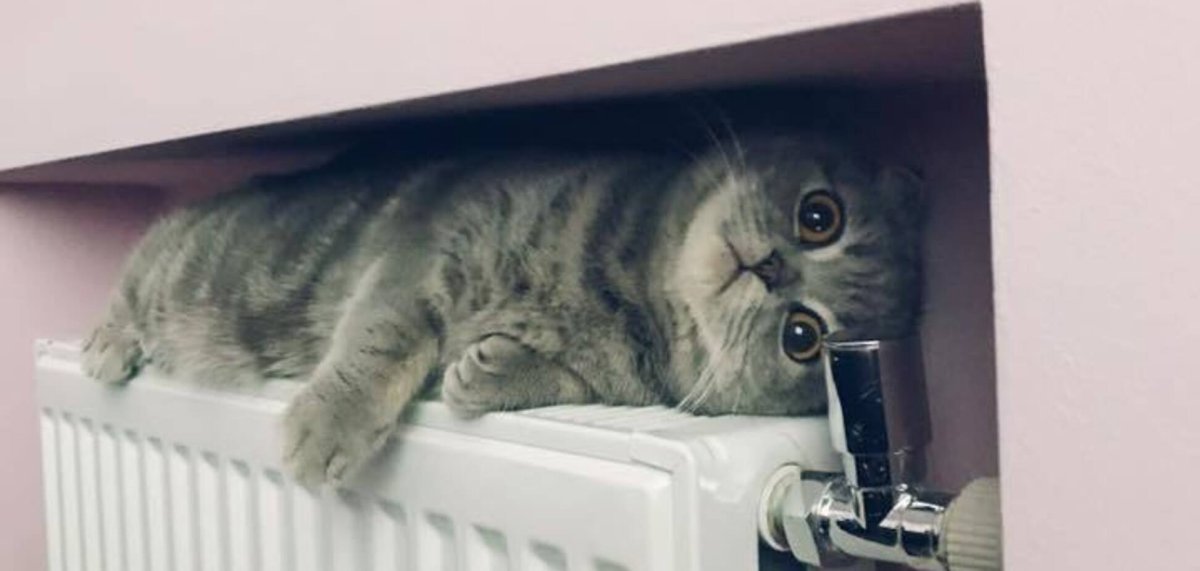 Коты на батарее