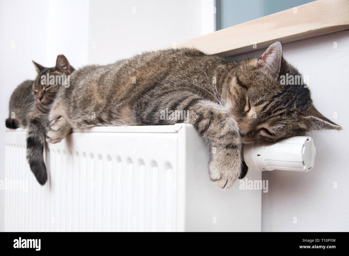 Кошка лежит на батарее