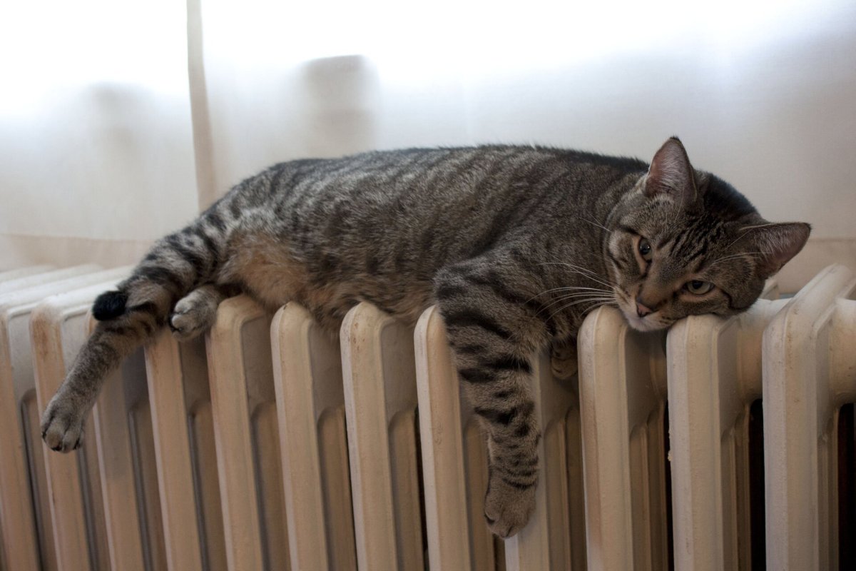 Кот под батареей