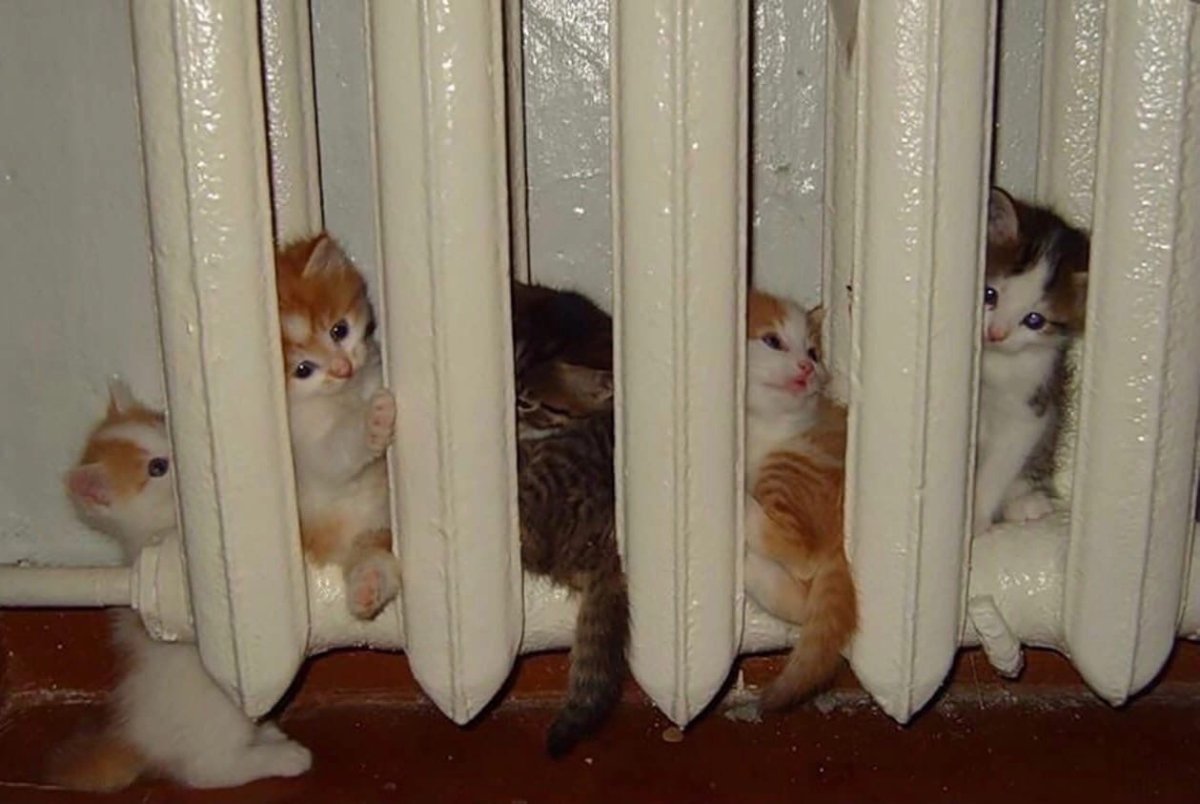 Чепелева Мария художник