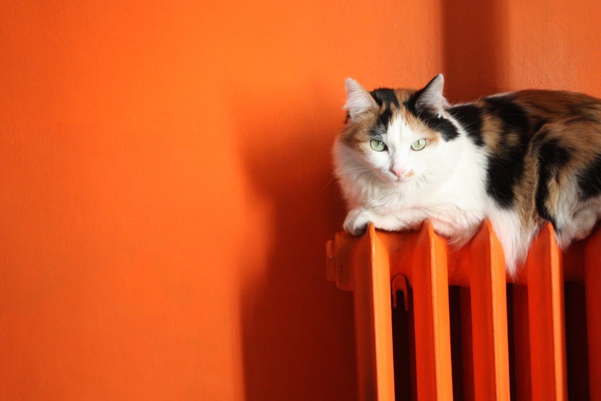 Кот на батарее вектор