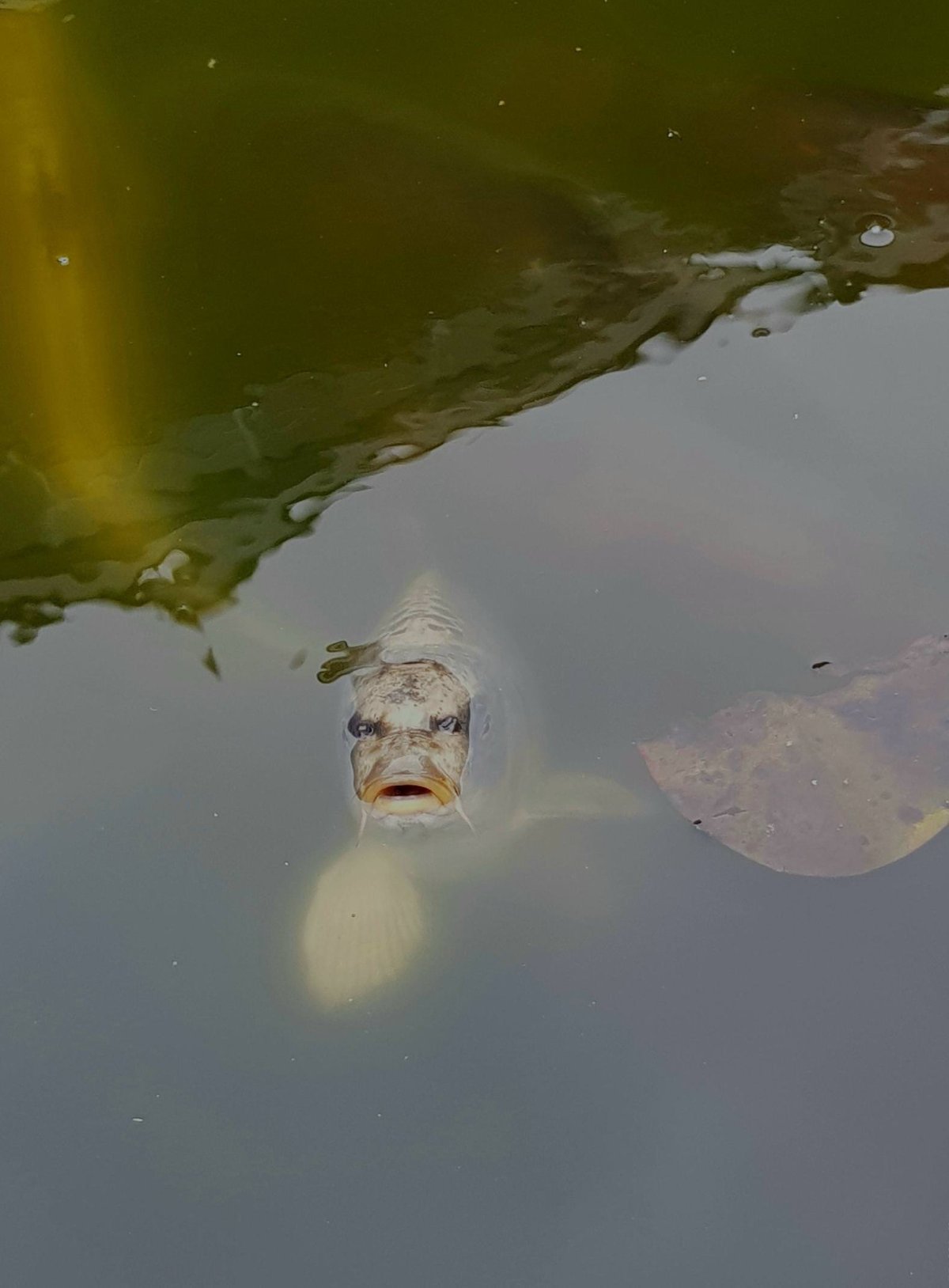 Карикатура должок