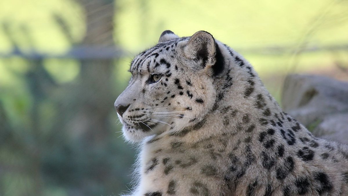 Пума и снежный Барс