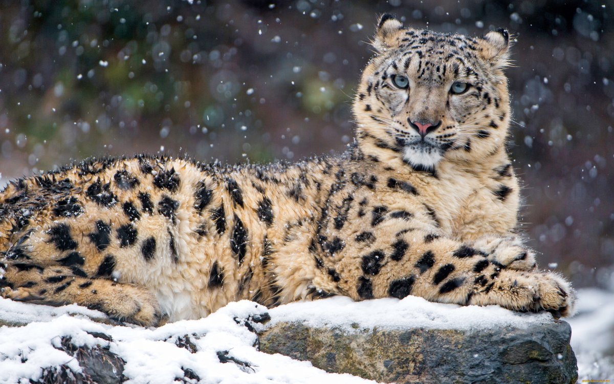 Снежный Барс Ирбис зимой