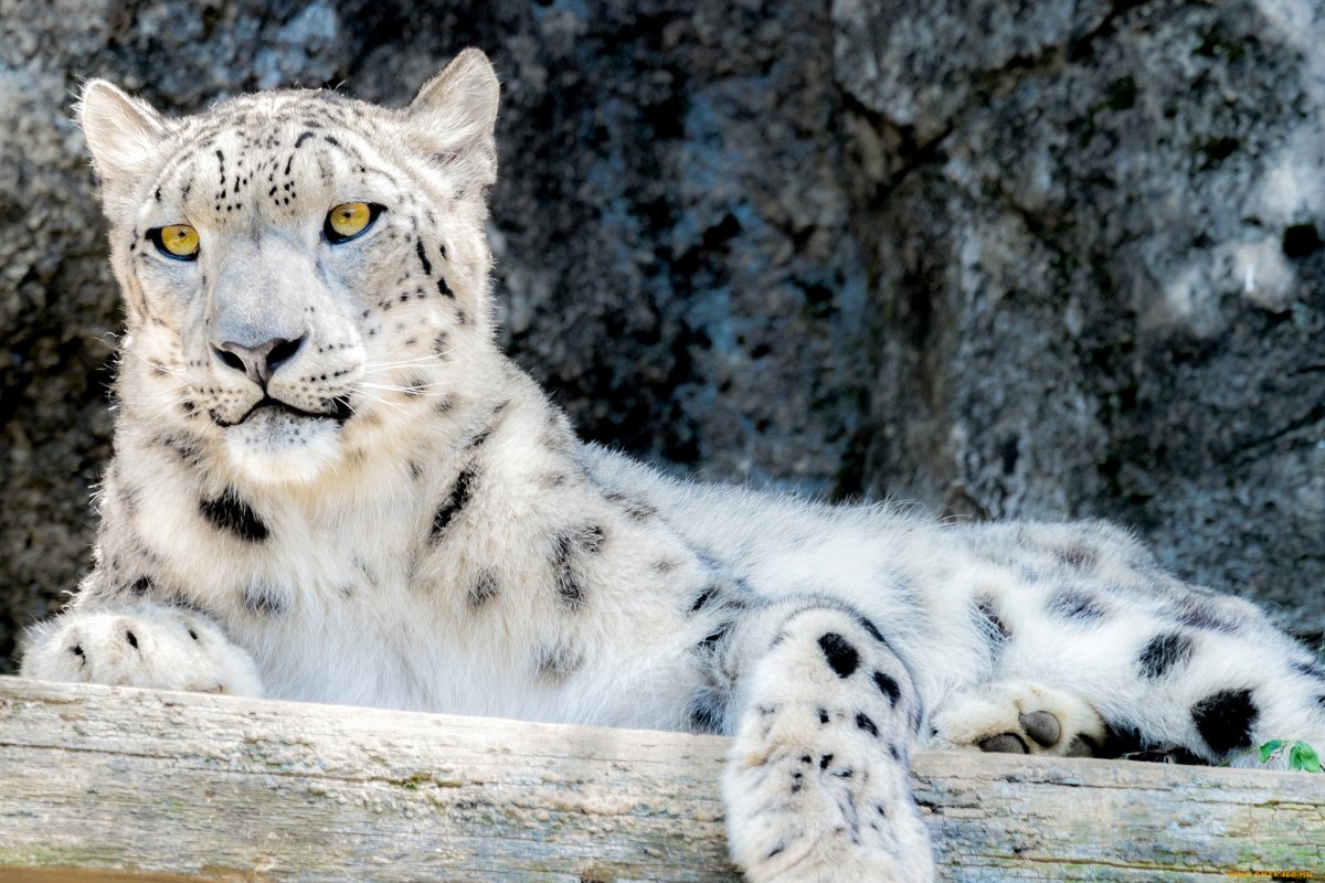 Белый Ирбис