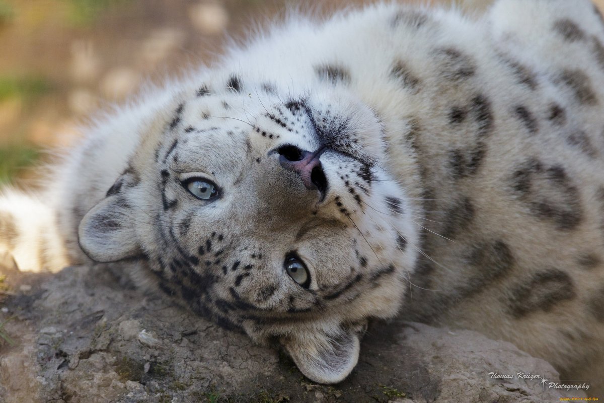 Снежный Барс Ирбис морда