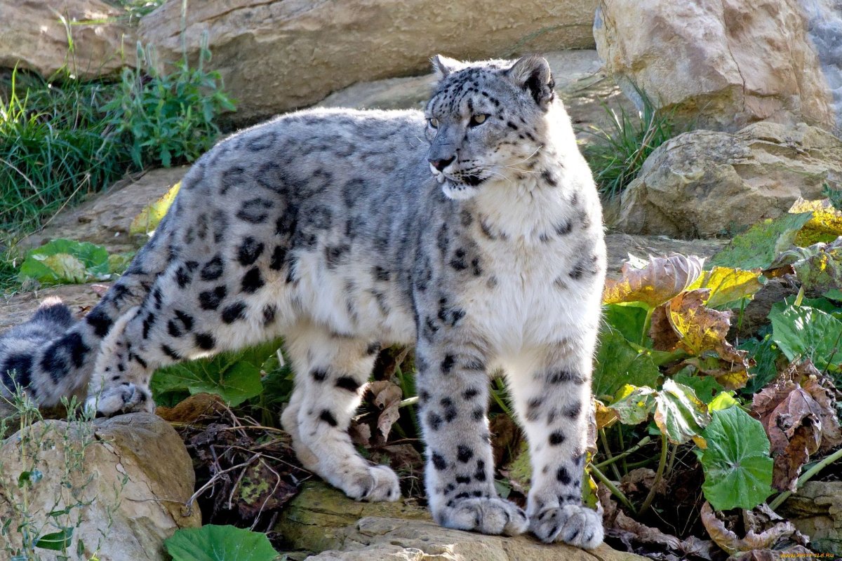 Снежный Барс (Ирбис, снежный леопард)