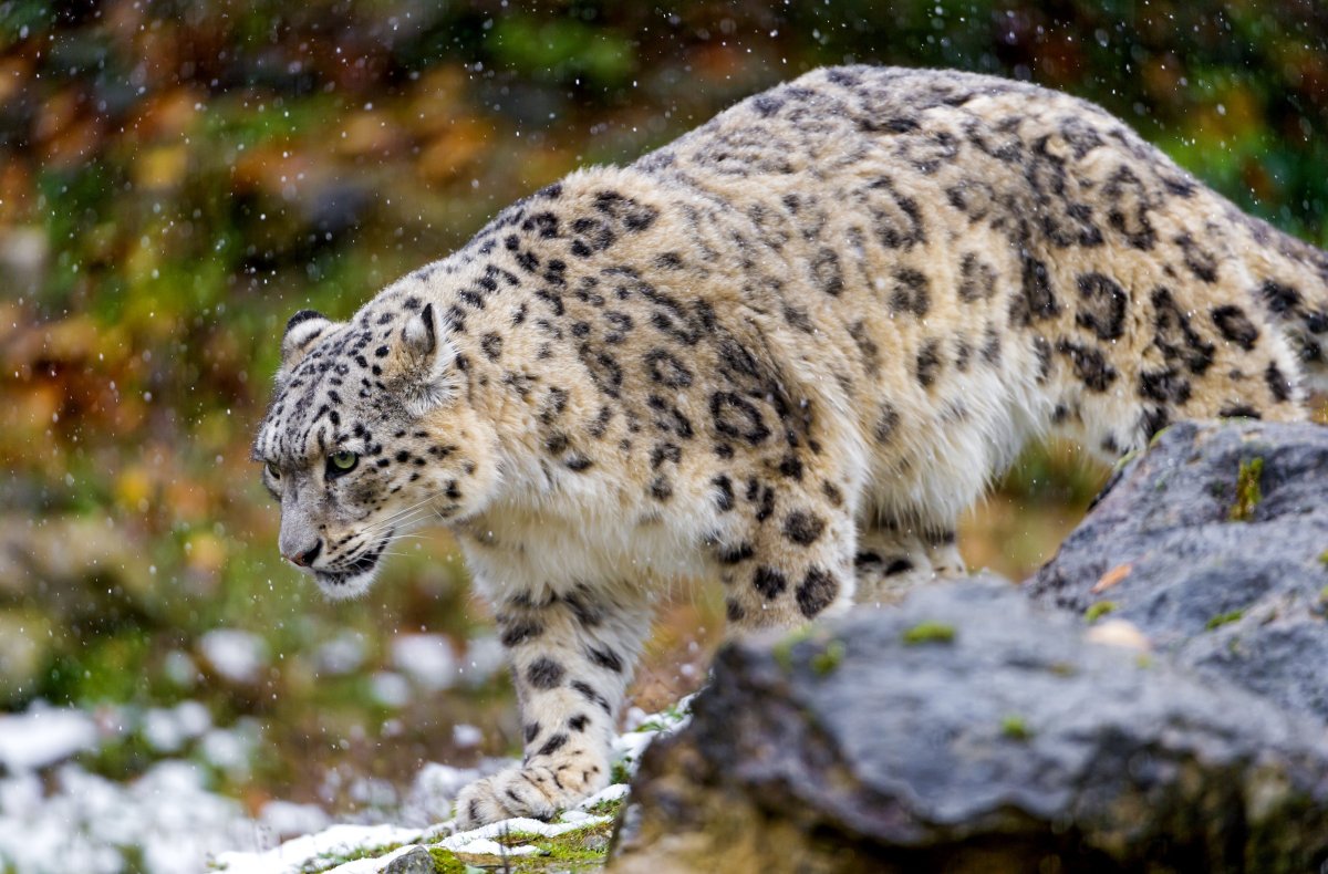 Снежный Барс (Ирбис, снежный леопард)