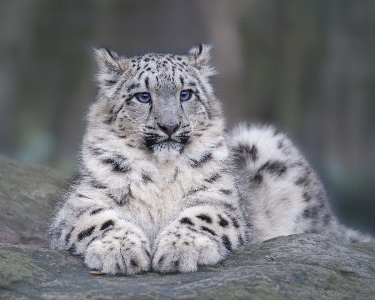 Белый Ирбис