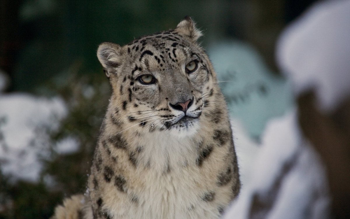 Ирбис окрас