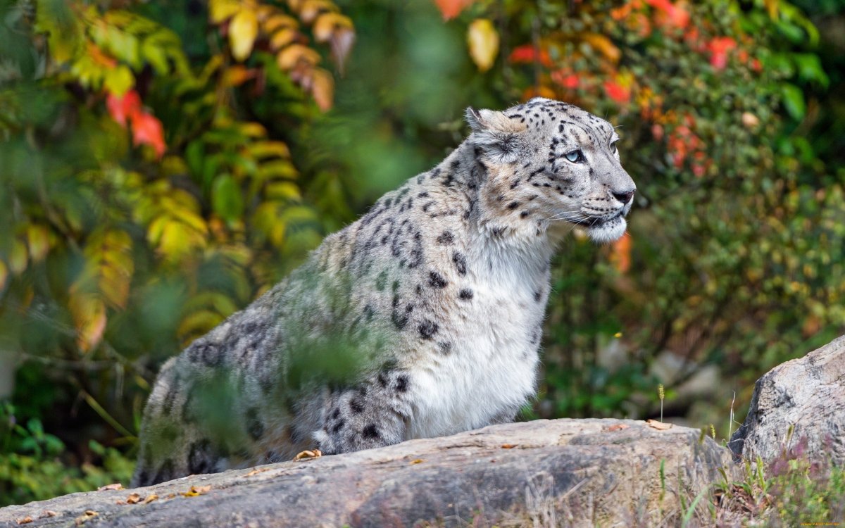 Ирбис снежный Барс в природе