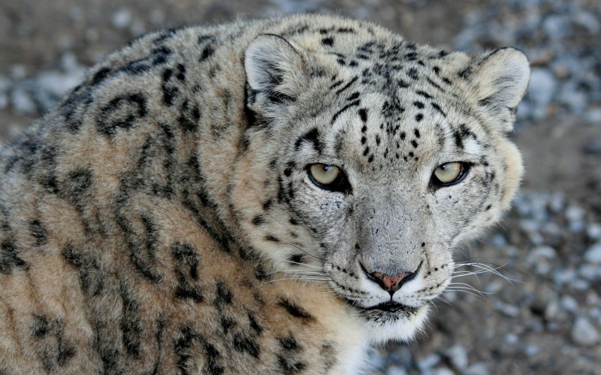 Снежный Барс Ирбис