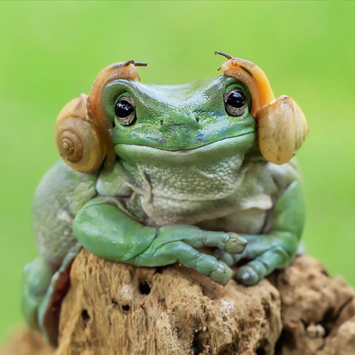 Палеобатрах лягушка