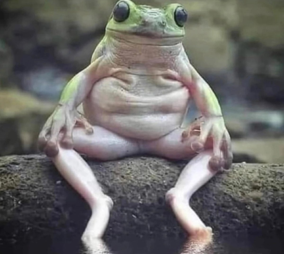 Древняя лягушка Палеобатрах