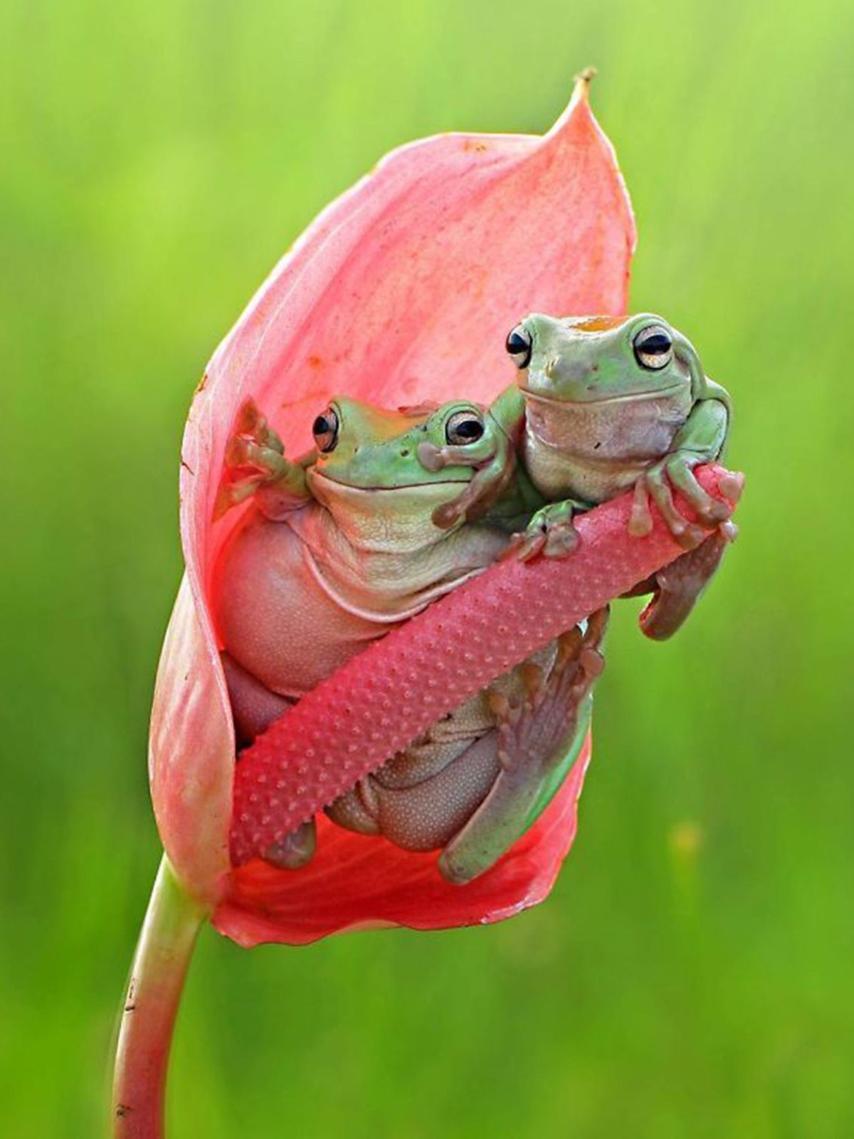 Смешные лягушки