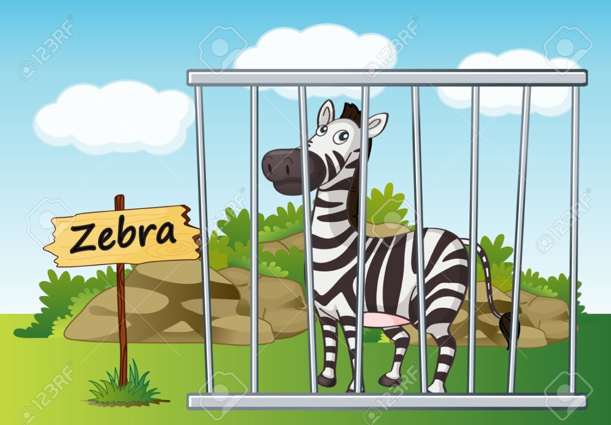 Зебра в зоопарке рисунок