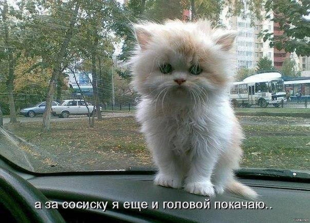 Не грусти котенок