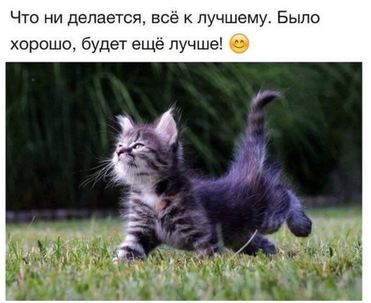 Котики позитивные с надписями