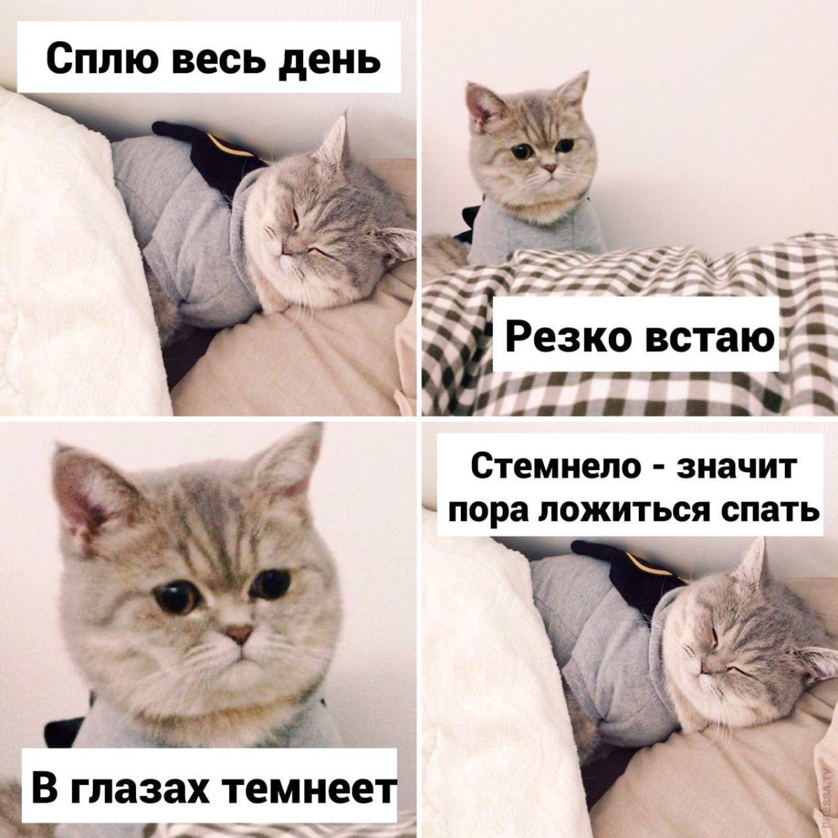 Мемы с котами 2021
