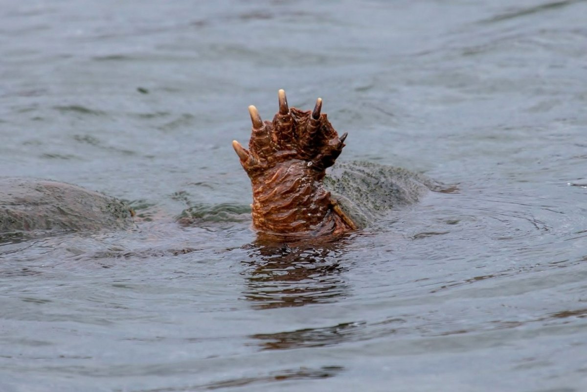 Чудо юдо Варвара