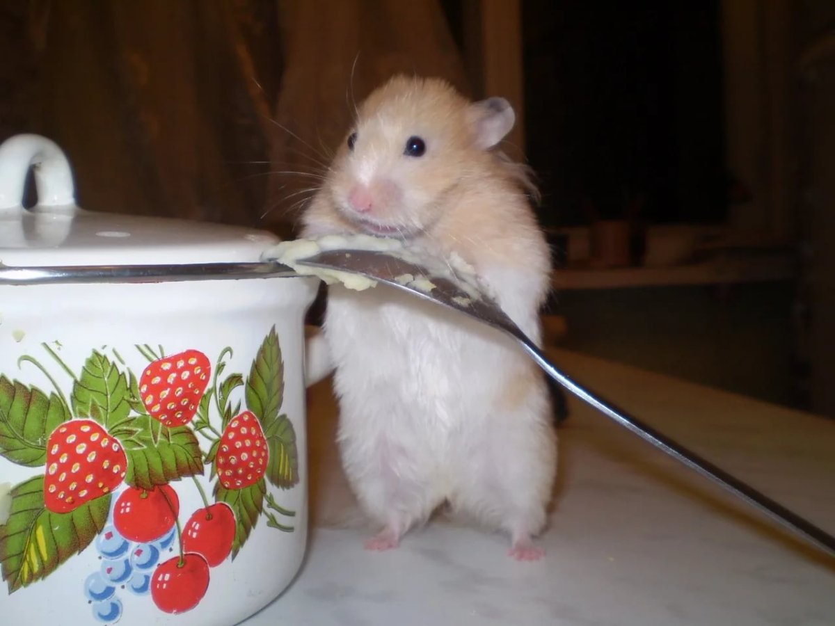 Приятного аппетита коь