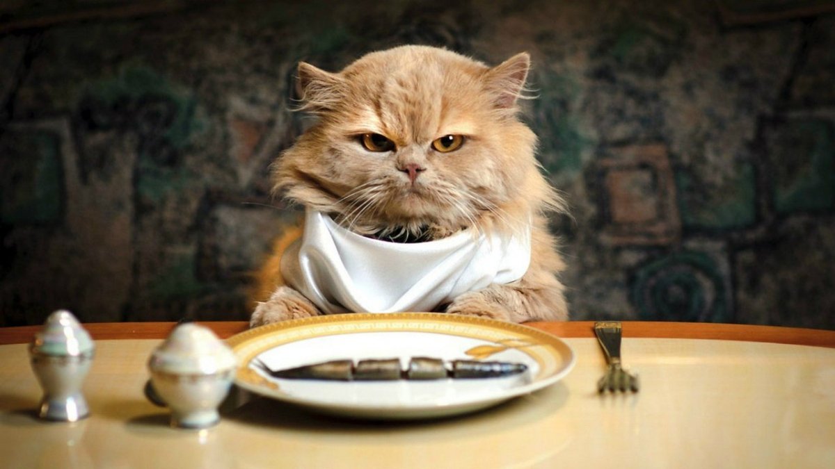 Доброе утро с поварятами