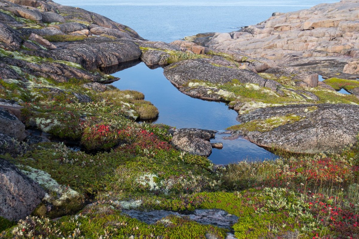 Бузречка Кольский полуостров