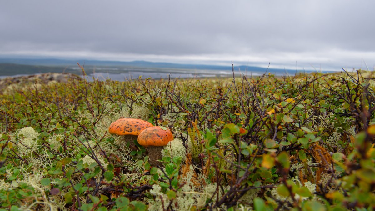 Морошка Кольский полуостров