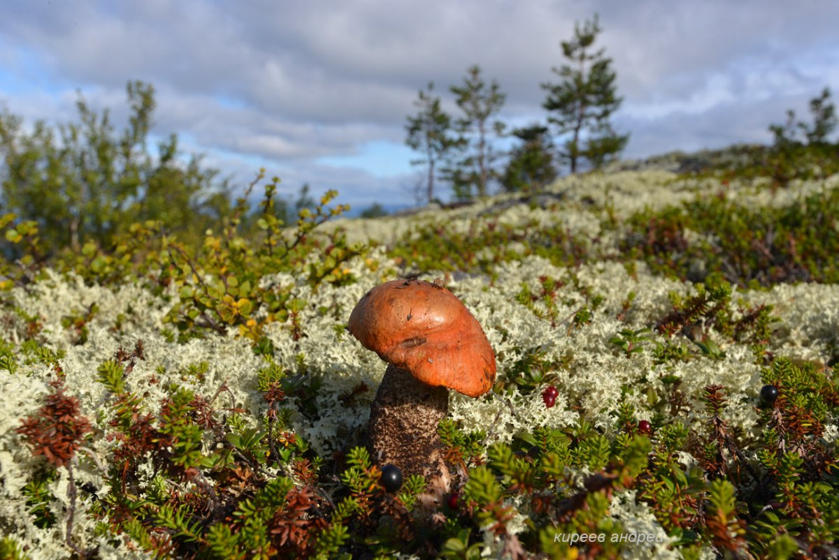 Грибы Кольского полуострова