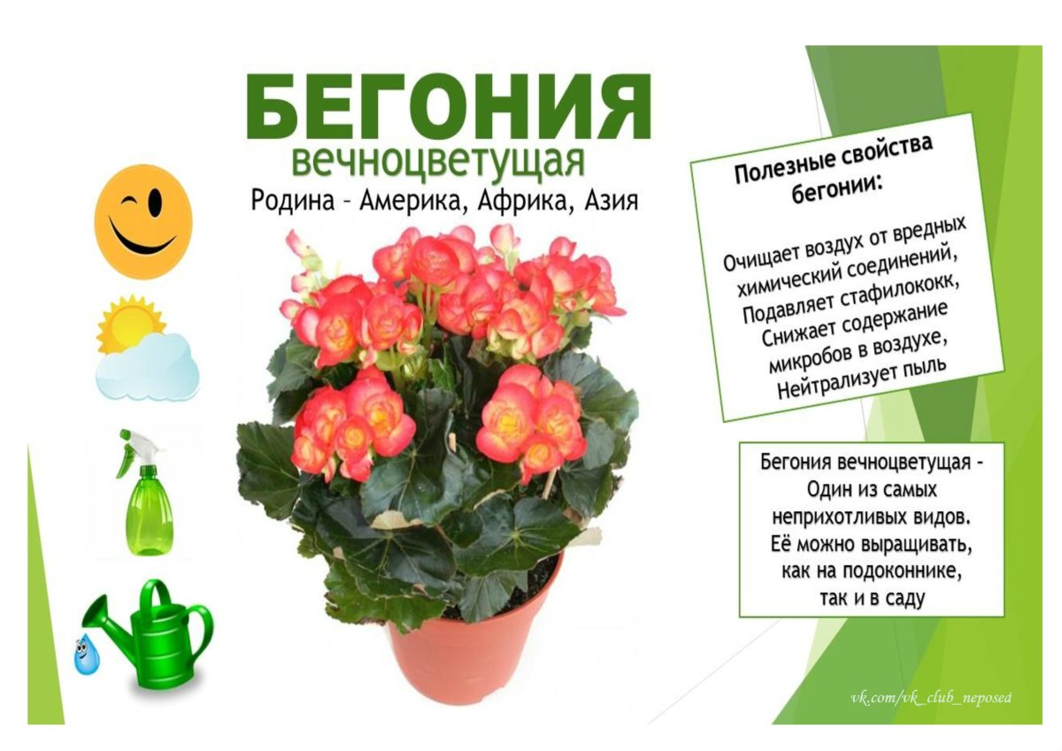 Цветок в горшке референс