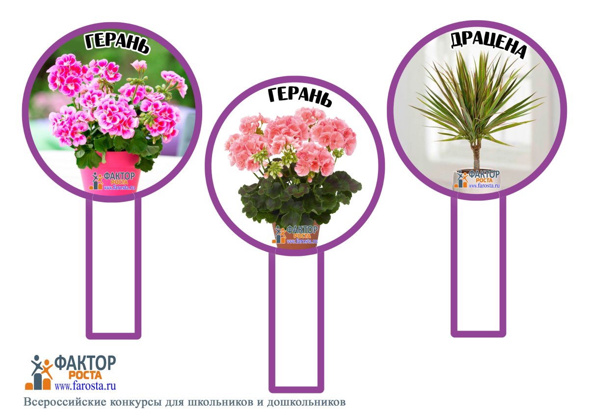 Комнатное растение в горшке для коллажа